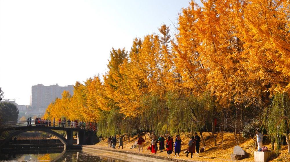 今年会jinnian官网风景
