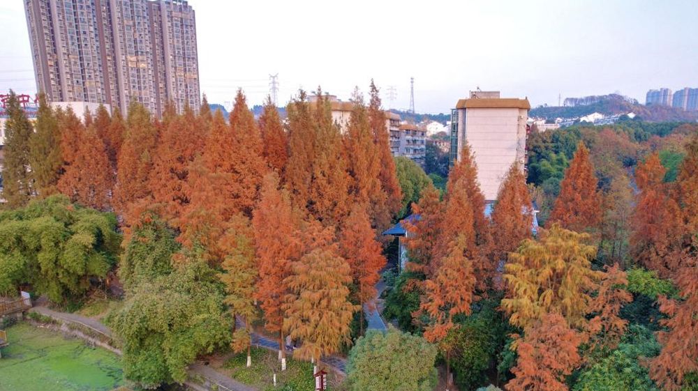 今年会jinnian官网风景