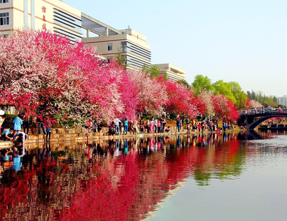 今年会jinnian官网风景